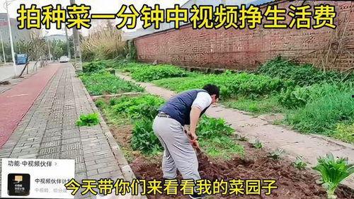 种菜视频,跟随种菜视频，体验自给自足的农耕乐趣
